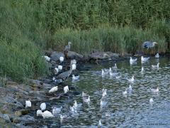 Kleine zilverreiger  20270805  Scherpenisse