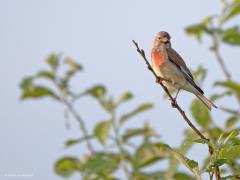 Kneu  20240511  Reten