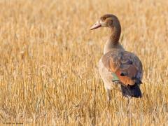 Nijlgans  20240825  Deze foto maakte ik een week terug vroeg in de ochtend. De zon kleurde het gemaaide graanveld met warme geel bruine tinten. Die tinten passen perfect bij de kleuren van deze exoot meen ik. Ze gedijen te goed deze nijlganzen wordt gesteld. Om die reden worden ze ook wel bejaagd meen ik begrepen te hebben.
