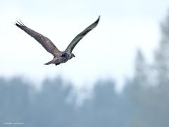 Buizerd  20240916  Noordwaardpolder