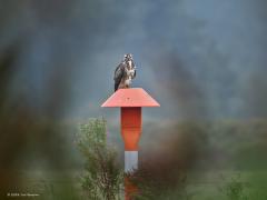 Buizerd  20240916  Noordwaardpolder