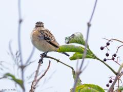 Paapje  20240918  September is een goede maand om een paapje te zien. Je moet het hebben van de trek want broedvogels hebben we nog nauwelijks in ons land. Tot in het midden van de twintigste eeuw kwam het Paapje algemeen voor in ons land. De soort profiteerde van het extensief gebruikte agrarisch gebied met bloemrijke hooilanden die pas laat in het seizoen gemaaid werden. Daar kwam verandering in met de intensivering van de landbouw. Door verdroging, vermesting, vaker en eerder in het jaar maaien, 