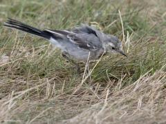 Witte Kwikstaart  20240927  Er lopen de laatste weken heel wat jonge witte kwikstaartjes rond. Het echte zwart in het verenkleed komt pas na een aantal weken. Goed zoeken in het gras naar iets eetbaars hebben ze snel geleerd. Af en toe vinden ze iets. Het valt echter niet mee om een goed gevulde maag te hebben. Dat zoeken is voor hen een dagtaak.