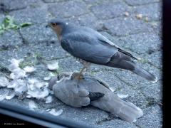 Sperwer  20241011  Tuin