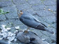 Sperwer  20241011  Tuin