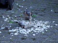 Sperwer  20241011  Tuin