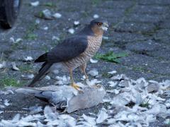 Sperwer  20241011  Tuin