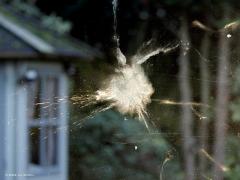 Sperwer  20241011  Tuin