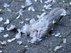 Sperwer  20241011  Tuin