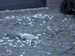 Sperwer  20241011  Tuin