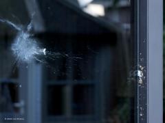 Sperwer  20241011  Tuin