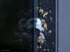 Sperwer  20241011  Tuin