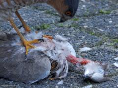 Sperwer  20241012  Tuin