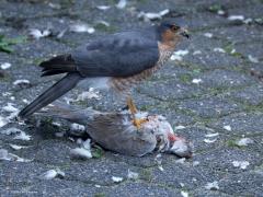 Sperwer  20241015  Een laatste keer als vervolg op mijn vorige post: Ik had bewust het torteltje laten liggen op de stoep. Maar goed ook want de volgende dag kwam het mannetje opnieuw op bezoek om nog verder te eten. Ik kon deze foto's daarvan maken. Na even vloog hij op met zijn prooi in de poten om achter in de tuin lekker de maaltijd voort te zetten.