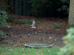 Sperwer  20241012  Tuin