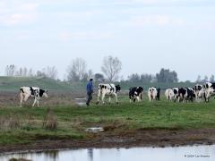 Koeienjongens/Koeienmeiden  20241025  Natuurlijk moet er een toekomst blijven voor onze koeienjongens en koeienmeiden. Maar dan wel in harmonie met de natuur. Met oog voor het insectenleven zowel op land als in het water. Hier zit dat wel goed denk ik.