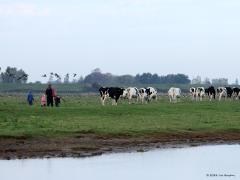 Koeienjongens/Koeienmeiden  20241025  Natuurlijk moet er een toekomst blijven voor onze koeienjongens en koeienmeiden. Maar dan wel in harmonie met de natuur. Met oog voor het insectenleven zowel op land als in het water. Hier zit dat wel goed denk ik.