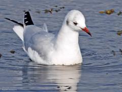 Kokmeeuw  20241028  Meeuwen, ze worden vooral gezien als schreeuwers en schijters vrees ik, maar zijn het niet hele sierlijke vogels? Hier een volwassen vogel in winterkleed. De broedkolonies zijn nu al een maand of twee verlaten. De doortrek is begonnen, vooral langs de kust. Van de nazomer tot het voorjaar zijn kokmeeuwen in het hele land te vinden. De soort kampt in heel West- en Noord-Europa met teruglopende aantallen. Vandaar dat kokmeeuwen bij ons ook buiten de broedtijd minder talrijk werden sinds de