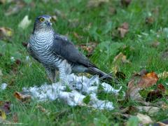 Sperwer  20241026  Help, als het zo door gaat houd ik geen tortels over in mijn tuin. Gisteren tegen de avond was het weer raak. Een vrouwtje sperwer had weer een turkse tortel in mijn tuin te grazen. Ik kon slechts een paar foto's maken door het dubbelglas want ze was heel alert en toen ik de lamellen van de zonwering wat opende om de lens er vrij doorheen te krijgen vloog ze meteen op.