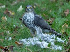 Sperwer  20241026  Help, als het zo door gaat houd ik geen tortels over in mijn tuin. Gisteren tegen de avond was het weer raak. Een vrouwtje sperwer had weer een turkse tortel in mijn tuin te grazen. Ik kon slechts een paar foto's maken door het dubbelglas want ze was heel alert en toen ik de lamellen van de zonwering wat opende om de lens er vrij doorheen te krijgen vloog ze meteen op.