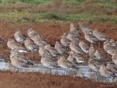 Wulp  20241103  In Zeeland, bijvoorbeeld langs de Oosterschelde, zoals hier bij de Schakerloopolder net in Tholen, kun je momenteel grote groepen wulpen aantreffen. Vooral bij hoogwater als na foerageren op de slikken weer gerust moet worden op een veilige plek. Hier een groep van wel 200 vogels die ik niet allemaal tegelijk op de foto kreeg. Op de overzichtsfoto zijn al 113 wulpen te zien denk ik.