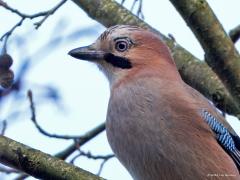 Gaai  20241113  Deze liet zich deze week ook zien in de Pannenhoef. Hoog in een boom zat ie even kenmerkend te schreeuwen. Het is meer een wintervogel dan een zomervogel. In de winter zijn er zeker tweemaal zoveel in ons lans als midden in de zomer. Hier zijn de kenmerkende blauw zwarte veertjes in de vleugel goed te zien.