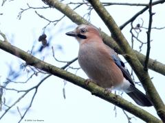Gaai  20241113  Deze liet zich deze week ook zien in de Pannenhoef. Hoog in een boom zat ie even kenmerkend te schreeuwen. Het is meer een wintervogel dan een zomervogel. In de winter zijn er zeker tweemaal zoveel in ons lans als midden in de zomer. Hier zijn de kenmerkende blauw zwarte veertjes in de vleugel goed te zien.