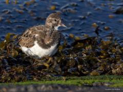 Steenloper  20241109  Ze zijn in deze maanden niet op hun mooist deze steenlopers. Mooier zijn ze in broedkleed. Het zijn uitgesproken vogels voor de waterkant aan de kust of delta. Zo liet deze zich zien op de stenen van de Oesterdam. Soms zie je er best veel maar toch zijn hun aantallen niet extreem hoog, denk aan ca. 8000 vogels in Nederland in de winter. In de wintermaanden schommelen de aantallen niet sterk met een klein piekje in September. Bij hoog water rusten ze uit op de kadestenen. Ze blijven ale