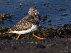 Steenloper  20241109  Ze zijn in deze maanden niet op hun mooist deze steenlopers. Mooier zijn ze in broedkleed. Het zijn uitgesproken vogels voor de waterkant aan de kust of delta. Zo liet deze zich zien op de stenen van de Oesterdam. Soms zie je er best veel maar toch zijn hun aantallen niet extreem hoog, denk aan ca. 8000 vogels in Nederland in de winter. In de wintermaanden schommelen de aantallen niet sterk met een klein piekje in September. Bij hoog water rusten ze uit op de kadestenen. Ze blijven ale