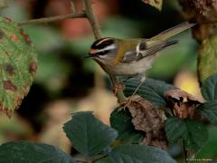 Vuurgoudhaan  20241114  Deze maand is een goede maand om dit prachtige vogeltje te zien, ze zijn dan op hun talrijkst in ons land. Je kunt ze nu vinden in allerlei bossen, evenals in stadstuinen, parken en boerenland. Je moet echter niet in de polder of in de kustprovincies zijn, daar vinden ze niet hun gewenste biotoop. Ik zag deze in de Pannenhoef. Het gaat de laatste jaren goed met dit vogeltje. Vanaf ongeveer 2013 zette een stevige toename in, waarschijnlijk deels gerelateerd aan steeds milder winterwee