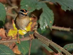 Vuurgoudhaan  20241114  Deze maand is een goede maand om dit prachtige vogeltje te zien, ze zijn dan op hun talrijkst in ons land. Je kunt ze nu vinden in allerlei bossen, evenals in stadstuinen, parken en boerenland. Je moet echter niet in de polder of in de kustprovincies zijn, daar vinden ze niet hun gewenste biotoop. Ik zag deze in de Pannenhoef. Het gaat de laatste jaren goed met dit vogeltje. Vanaf ongeveer 2013 zette een stevige toename in, waarschijnlijk deels gerelateerd aan steeds milder winterwee