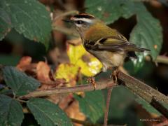 Vuurgoudhaan  20241114  Deze maand is een goede maand om dit prachtige vogeltje te zien, ze zijn dan op hun talrijkst in ons land. Je kunt ze nu vinden in allerlei bossen, evenals in stadstuinen, parken en boerenland. Je moet echter niet in de polder of in de kustprovincies zijn, daar vinden ze niet hun gewenste biotoop. Ik zag deze in de Pannenhoef. Het gaat de laatste jaren goed met dit vogeltje. Vanaf ongeveer 2013 zette een stevige toename in, waarschijnlijk deels gerelateerd aan steeds milder winterwee