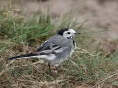 Witte Kwikstaart  20241108  Foto's van eind augustus. Ondertussen zullen hun veertjes weer wel geheel in orde zijn en zijn de meeste ons land weer uitgevlogen. Alleen in zachte winters overwinteren kleine aantallen in Nederland, vooral in het zuiden. Is de winter streng dan zijn ze zo goed als allemaal vertrokken naar warmere oorden en gelijk hebben ze, toch. Na half oktober is de trek weer wel tot een stop gekomen.