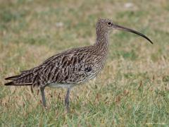 Dunbekwulp  20241120  Helaas, de titel klopt hier niet! Immers, de media liet deze week horen dat de wetenschappers er nu vanuit gaan dat de tenuirostris is uitgestorven. Op de foto staat de arquata, die we onze grote gewone wulp zouden kunnen noemen. Gelukkig zijn er daar nog een flink aantal van. Vooral in Nederland want daar neemt de soort wat toe. In de Nederlandse Waddenzee is de Wulp een van de wormen-etende soorten die het al langere tijd goed doet. De positieve trend in de Nederlandse Waddenzee lijk