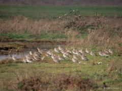 Dunbekwulp  20241120  Helaas, de titel klopt hier niet! Immers, de media liet deze week horen dat de wetenschappers er nu vanuit gaan dat de tenuirostris is uitgestorven. Op de foto staat de arquata, die we onze grote gewone wulp zouden kunnen noemen. Gelukkig zijn er daar nog een flink aantal van. Vooral in Nederland want daar neemt de soort wat toe. In de Nederlandse Waddenzee is de Wulp een van de wormen-etende soorten die het al langere tijd goed doet. De positieve trend in de Nederlandse Waddenzee lijk