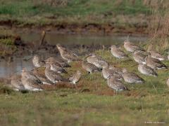 Dunbekwulp  20241120  Helaas, de titel klopt hier niet! Immers, de media liet deze week horen dat de wetenschappers er nu vanuit gaan dat de tenuirostris is uitgestorven. Op de foto staat de arquata, die we onze grote gewone wulp zouden kunnen noemen. Gelukkig zijn er daar nog een flink aantal van. Vooral in Nederland want daar neemt de soort wat toe. In de Nederlandse Waddenzee is de Wulp een van de wormen-etende soorten die het al langere tijd goed doet. De positieve trend in de Nederlandse Waddenzee lijk