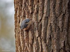 Boomklever  20250106  De boomklever is een echte honkvaste broedvogel. Daarom is de soort ook in de wintermaanden te vinden in onze bossen met liefst flinke loofbomen daarin, zoals deze vorige week in de Pannenhoef. Uitgevlogen jonge boomklevers maken slechts enige omzwervingen over enkele tientallen kilometers. Doortrek van oostelijke of noordelijke vogels vindt vrijwel niet plaats. De laatste jaren gaat het redelijk goed met de soort die zich liefst ophoudt in loofbossen op zandgronden.