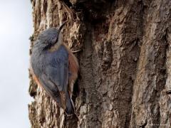 Boomklever  20250106  De boomklever is een echte honkvaste broedvogel. Daarom is de soort ook in de wintermaanden te vinden in onze bossen met liefst flinke loofbomen daarin, zoals deze vorige week in de Pannenhoef. Uitgevlogen jonge boomklevers maken slechts enige omzwervingen over enkele tientallen kilometers. Doortrek van oostelijke of noordelijke vogels vindt vrijwel niet plaats. De laatste jaren gaat het redelijk goed met de soort die zich liefst ophoudt in loofbossen op zandgronden.