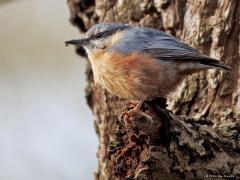 Boomklever  20250106  De boomklever is een echte honkvaste broedvogel. Daarom is de soort ook in de wintermaanden te vinden in onze bossen met liefst flinke loofbomen daarin, zoals deze vorige week in de Pannenhoef. Uitgevlogen jonge boomklevers maken slechts enige omzwervingen over enkele tientallen kilometers. Doortrek van oostelijke of noordelijke vogels vindt vrijwel niet plaats. De laatste jaren gaat het redelijk goed met de soort die zich liefst ophoudt in loofbossen op zandgronden.