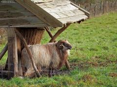 Vink  20250108  Drents heideschaap (Ovis aries) Zomaar twee kiekjes een paar dagen terug gemaakt in de Pannenhoef. Een sterke grote tak van een van die grote bomen daar, begroeid met mos waarin vaak kleine insecten te vinden zijn. Een vink, een mannetje, probeert daar een eiwitje te vinden. De vink is een van onze meest ondergewaardeerde vogels meen ik. Grote stevige horens heeft deze schapensoort. Beter maar geen kopstoot daarmee oplopen lijkt me.