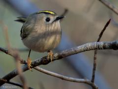 Goudhaan  20250104  Gisteren even naar De Beemden geweest. Weinig vogels gehoord of gezien. Wel waren een flink aantal goudhaantjes actief. Ik zag er zelf twee hoog in een boom ruzie maken, hun rode kruin werd driftig getoond. Zou dat nu al territorium- of baltsgedrag zijn? Het is wel volhouden geblazen bij het op de sensor zetten want wat zijn ze beweeglijk deze kleintjes.