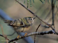 Goudhaan  20250104  Gisteren even naar De Beemden geweest. Weinig vogels gehoord of gezien. Wel waren een flink aantal goudhaantjes actief. Ik zag er zelf twee hoog in een boom ruzie maken, hun rode kruin werd driftig getoond. Zou dat nu al territorium- of baltsgedrag zijn? Het is wel volhouden geblazen bij het op de sensor zetten want wat zijn ze beweeglijk deze kleintjes.