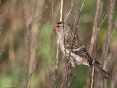 Grote Barmsijs  20250125  Het vorige jaar begon voor mij wat betreft vogeltjes veel beter dan dit nieuwe jaar. Toen spotte ik op de eerste dag al een hele mooie soort. Een echte wintergast die in 24 veel aanwezig was, een invasie zelfs meen ik. Nu zijn er veel minder in ons land voor zover ik weet.