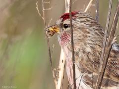Grote Barmsijs  20250125  Het vorige jaar begon voor mij wat betreft vogeltjes veel beter dan dit nieuwe jaar. Toen spotte ik op de eerste dag al een hele mooie soort. Een echte wintergast die in 24 veel aanwezig was, een invasie zelfs meen ik. Nu zijn er veel minder in ons land voor zover ik weet.