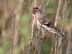Grote Barmsijs  20250125  Het vorige jaar begon voor mij wat betreft vogeltjes veel beter dan dit nieuwe jaar. Toen spotte ik op de eerste dag al een hele mooie soort. Een echte wintergast die in 24 veel aanwezig was, een invasie zelfs meen ik. Nu zijn er veel minder in ons land voor zover ik weet.