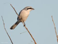 Klapekster  20250102  Vanmiddag zag ik zowaar de zon! Daarom even naar de Pannenhoef geweest. Ik hoopte daar de klapekster weer aan te treffen. Had deze winter daar al meer naar hem gezocht maar niet gezien. Vandaag echter weer wel. Erg ver weg, te ver voor een fatsoenlijke foto zoals je kunt zien. Daarom ook maar een in mijn archief opgezocht van deze mooie rover.