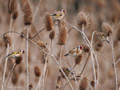 Putter of Distelvink   20241223  Ko heeft deze kaardenbollen al eerder gemeld. Ook ik trof er putters aan. Een groepje van een stuk of twintig denk ik. In de winter zoeken deze mooie vinken elkaar op om samen eten te zoeken. Met meerdere zijn ze veiliger dan alleen, er is dan altijd wel eentje die een gevaar opmerkt en dan op de wieken gaat waarna direct de rest volgt. Fijn dat er veldjes met deze zaadplanten worden gezaaid her en der. Dit soort vogels hebben er echt baat bij.