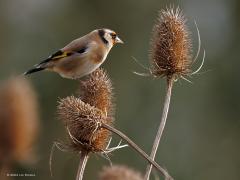 Putter of Distelvink  20250119  Ze vervelen niet snel de puttertjes op kaardenbollen. Maar goed dat er heel veel zaadjes in die bollen zitten. Zo zijn de puttertjes er een heel tijdje zoet mee.