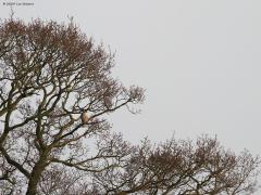 Slechtvalk  20241228  Terug in de tijd, om precies te zijn naar maart 2011, tegen de avondschemer bij de Bleeke Heide. Ik ben niet zeker of toen al in Alphen op de kerktoren de slechtvalk broedde? De rover was toen vaak te zien in de grote bomen rondom de waterplas van de Bleeke Heide, een prima plek voor veel vogels dat dicht bij Alphen gelegen is. Zou het een bewoner van de kerk in Alphen geweest zijn?