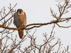 Slechtvalk  20110327  Bleeke Heide